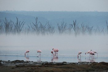 Lake Nakuru